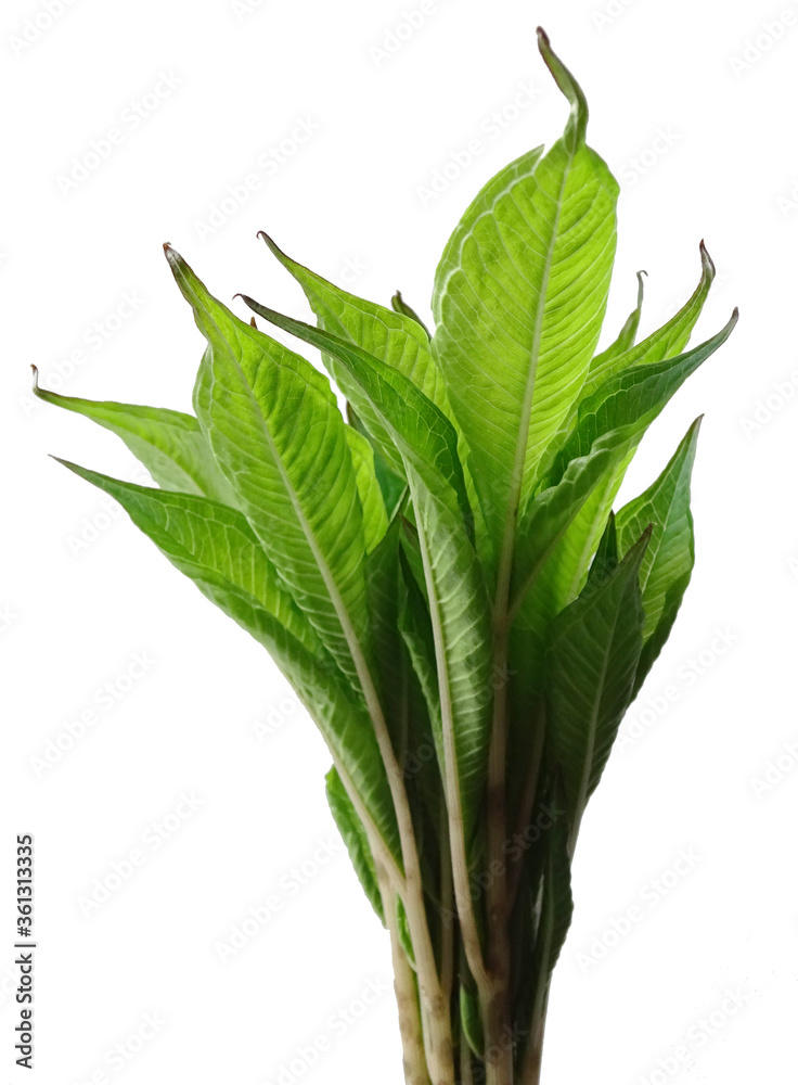 Fototapeta premium Palm tree sprout on a white background