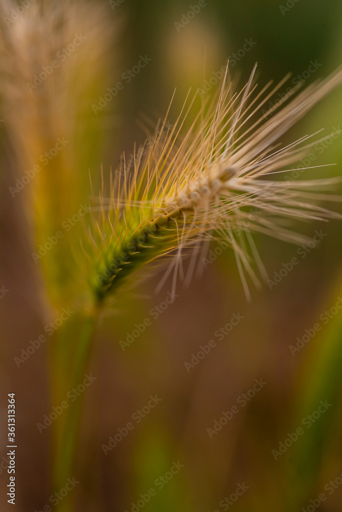 Barley out of focus, abstract photography, nice Barley, fine art photo of barley