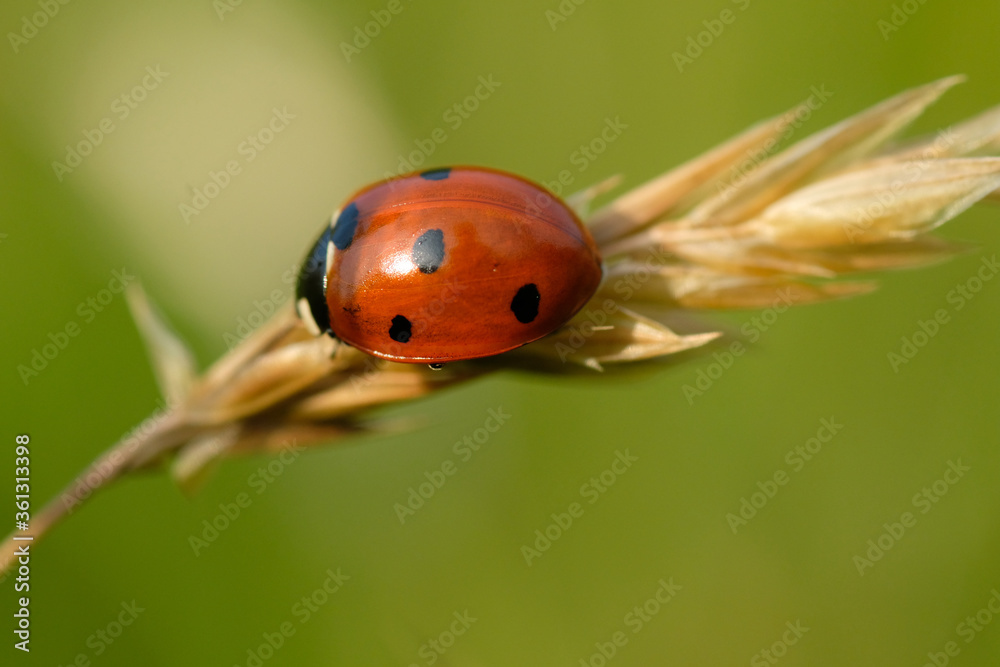 A red seven-dot ladybug in close-up on a golden ear on a sunny day. Spring. Garden. Poland.
