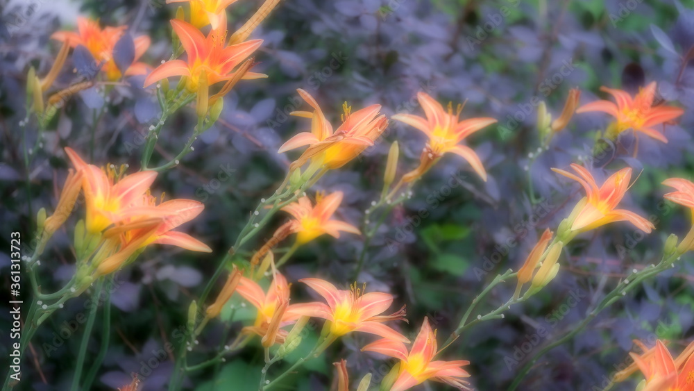 Flowers in a city park. Background image for web design.
Flowers in a city park. Background image for web design.