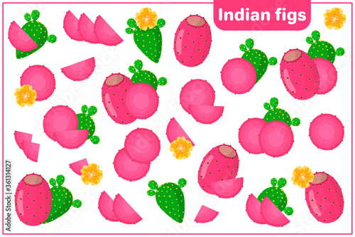 Set of vector cartoon illustrations with Indian Figs exotic fruits, flowers and leaves isolated on white background photo