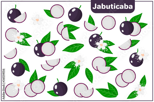 Set of vector cartoon illustrations with Jabuticaba exotic fruits, flowers and leaves isolated on white background photo