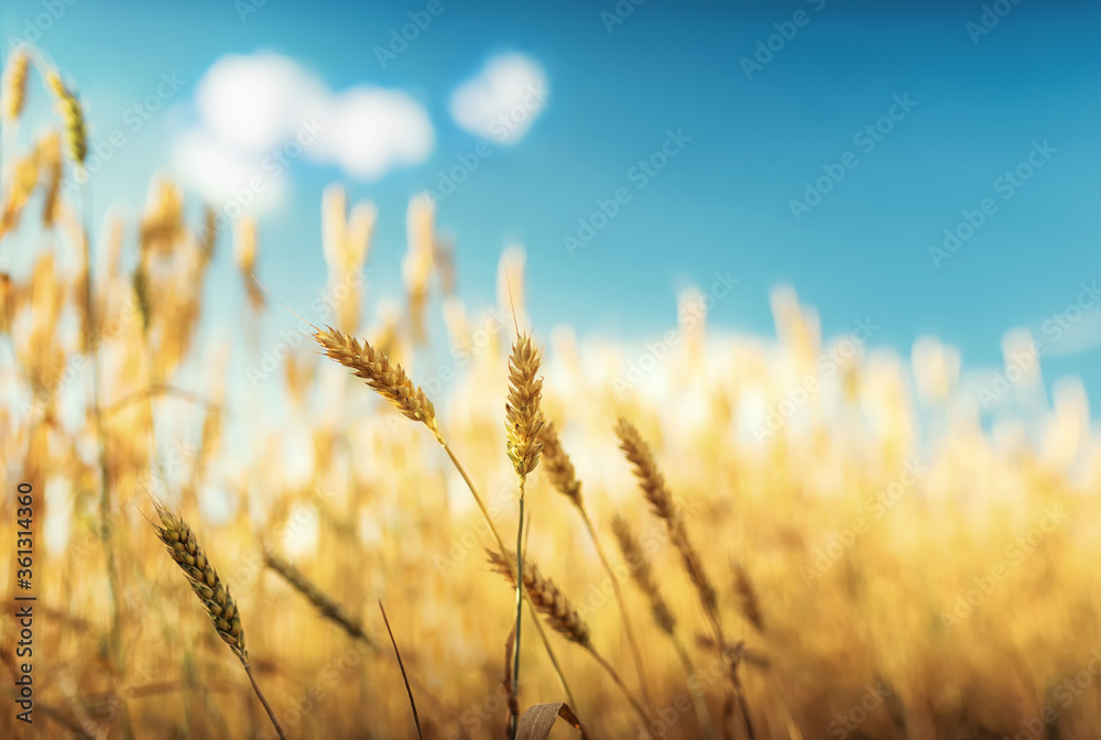 Wheat ears under blue sky