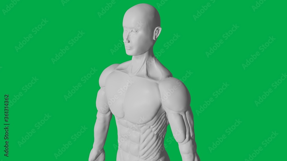 3D Rendered Muscular anatomical Human/AI Mannequin Sculpture model on Green Screen Background (Upper body 45 angle view)