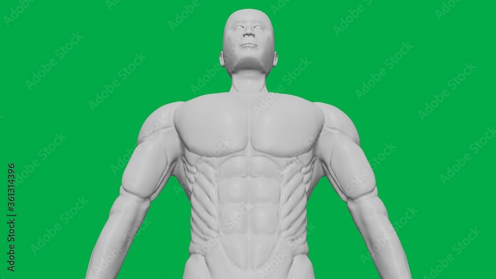 3D Rendered Muscular anatomical Human/AI Mannequin Sculpture model on Green Screen Background (Upper body Bottom-Up view)