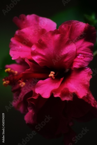 Fototapeta Naklejka Na Ścianę i Meble -  red colored flower