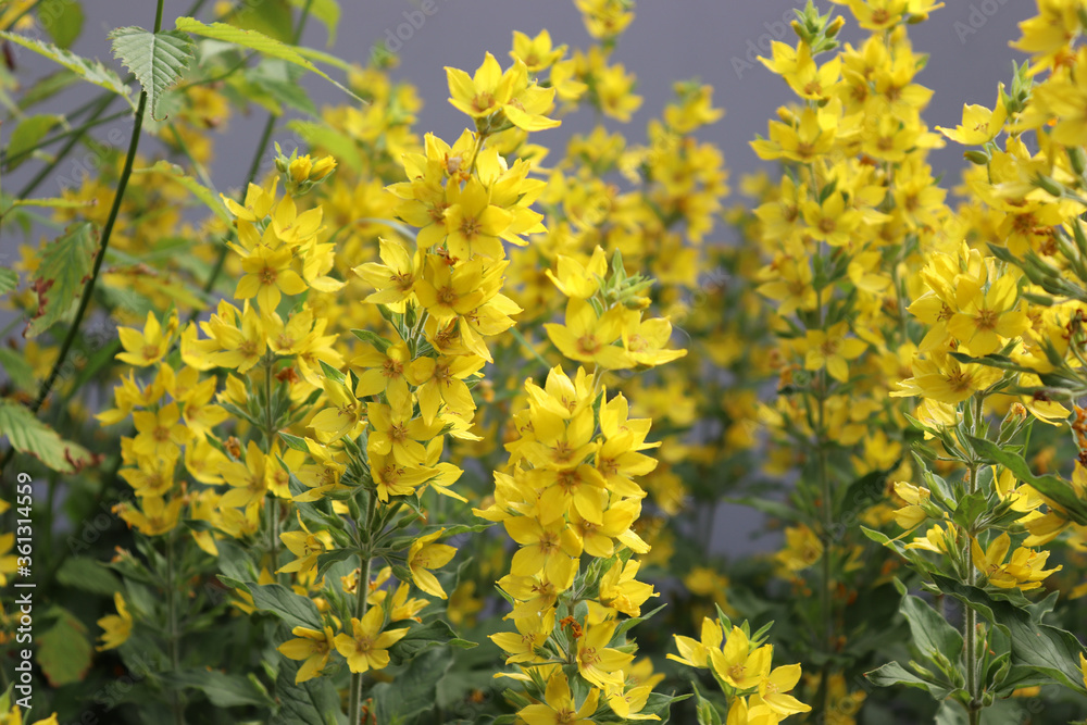 Obraz premium Lysimachia punctata yellow flowers