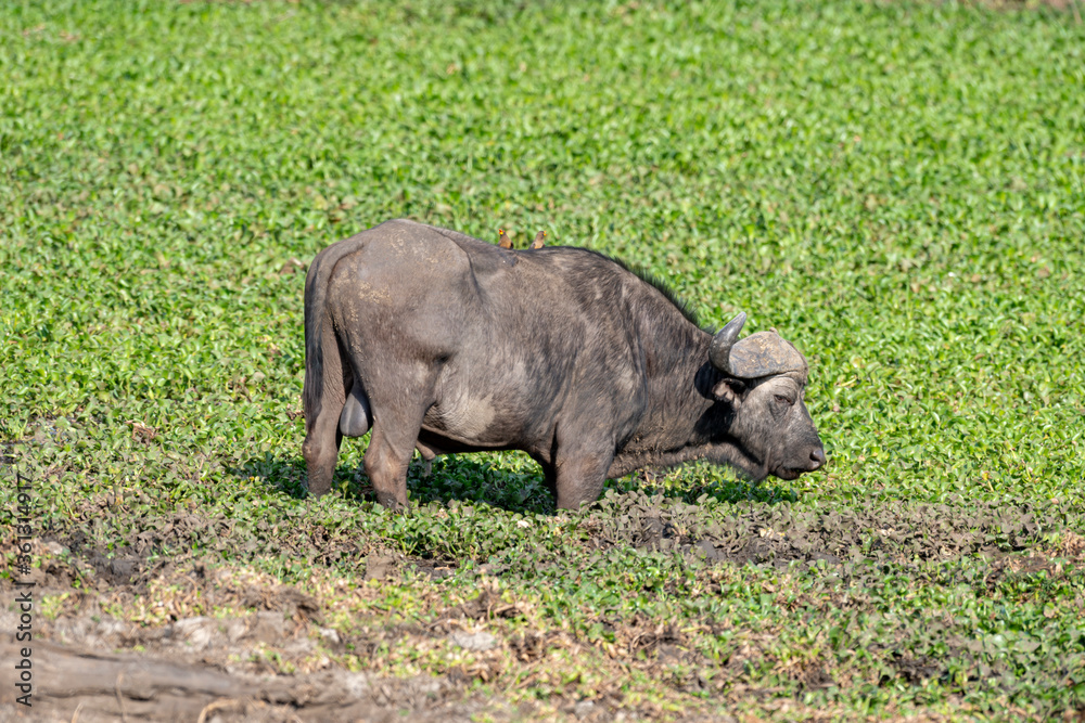 Fototapeta premium Buffle d'Afrique, Syncerus caffer, Parc national Kruger, Afrique du Sud