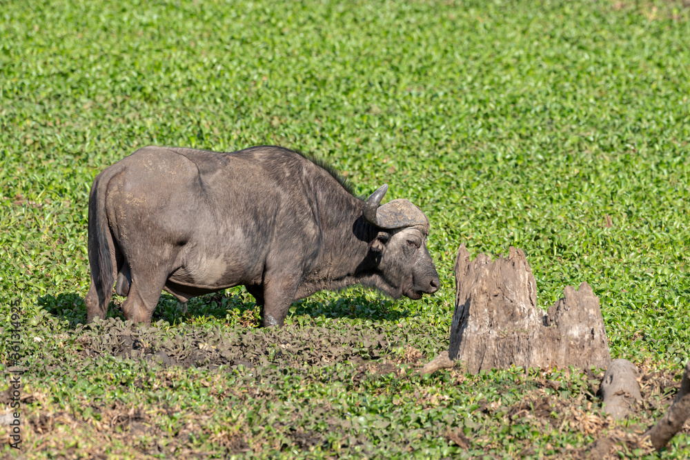 Obraz premium Buffle d'Afrique, Syncerus caffer, Parc national Kruger, Afrique du Sud