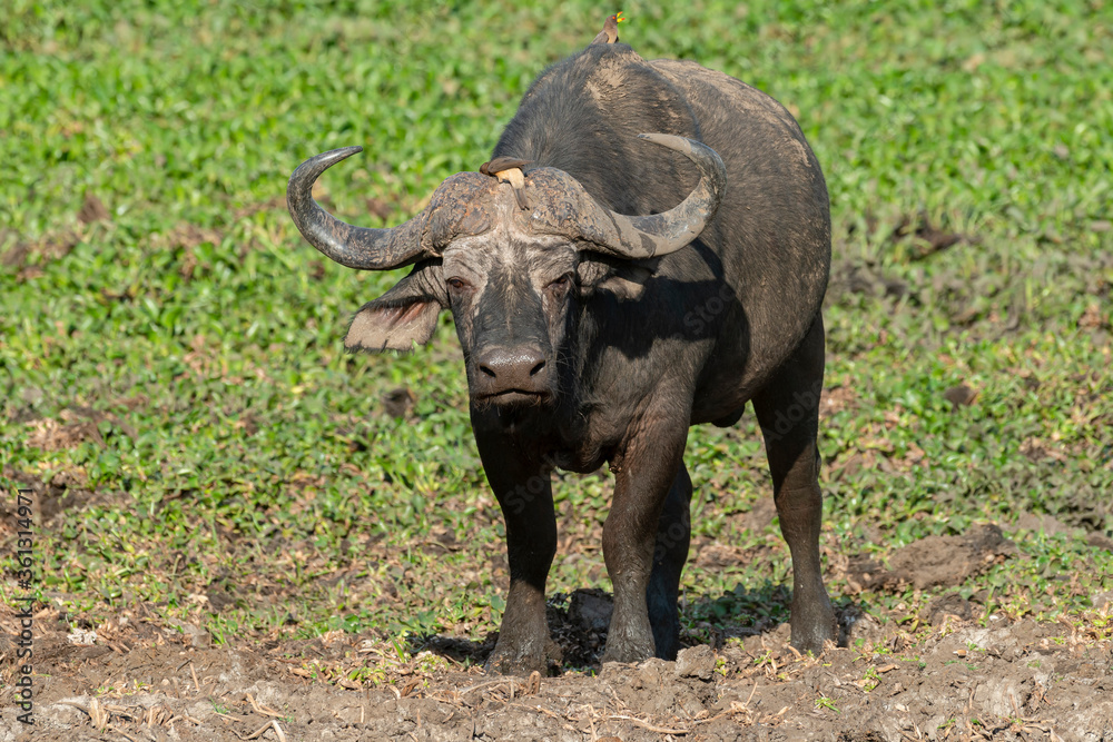 Buffle d'Afrique, Syncerus caffer, Parc national Kruger, Afrique du Sud Buffle d'Afrique, Syncerus caffer, Parc national Kruger, Afrique du Sud