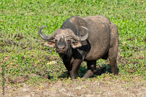 Buffle d Afrique  Syncerus caffer  Parc national Kruger  Afrique du Sud