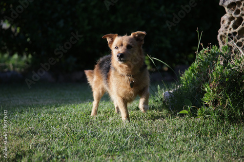 dog in hunting position in the meadow