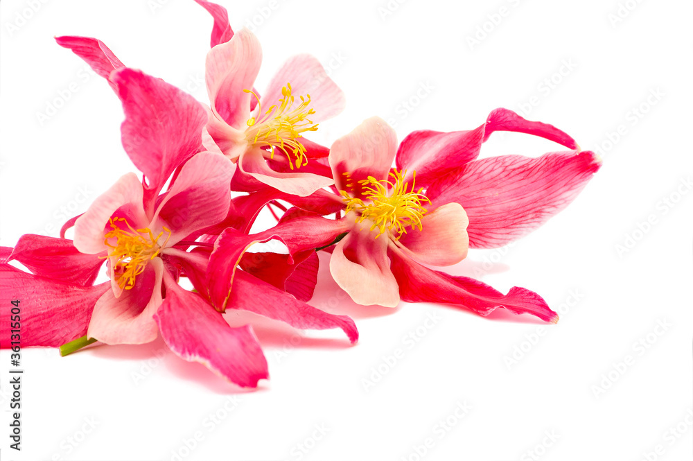 Colorful Inflorescences of Aquilegia Flower Red Star Isolated on a White Background.
