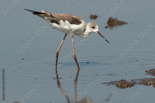 Echasse blanche, Himantopus himantopus photo