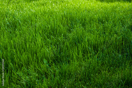 Green lawn background. Nature background. Green grass texture.