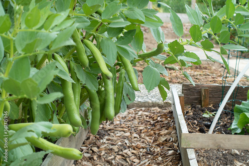 broad beans ready to harvest