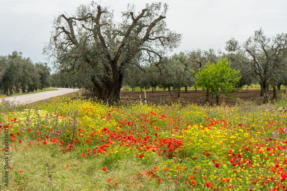 italy puglia meadow flowers old house