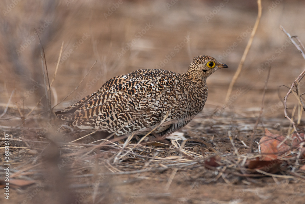 Ganga namaqua,.Pterocles namaqua, Namaqua Sandgrouse Ganga namaqua,.Pterocles namaqua, Namaqua Sandgrouse