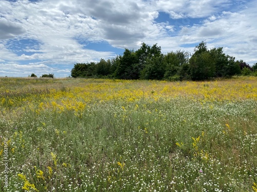 field of dandelions photo