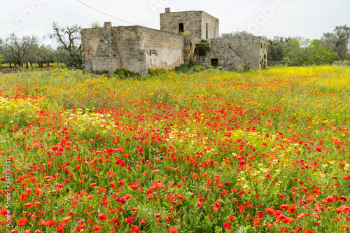 italy puglia meadow flowers old house