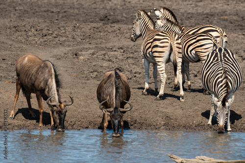 Z  bre de Burchell  Equus quagga burchelli  Gnou bleu  Connochaetes taurinus  Parc national Kruger  Afrique du Sud