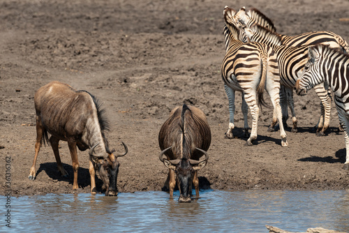 Fototapeta Naklejka Na Ścianę i Meble -  Zèbre de Burchell, Equus quagga burchelli, Gnou bleu, Connochaetes taurinus, Parc national Kruger, Afrique du Sud