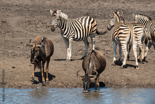 Zèbre de Burchell, Equus quagga burchelli, Gnou bleu, Connochaetes taurinus, Parc national Kruger, Afrique du Sud