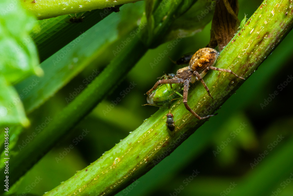 Fototapeta premium A little spider is eating an insect, a little fly is watching a spider while eating
