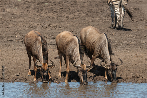 Fototapeta Naklejka Na Ścianę i Meble -  Gnou à queue noire, Connochaetes taurinus, Parc national Kruger, Afrique du Sud