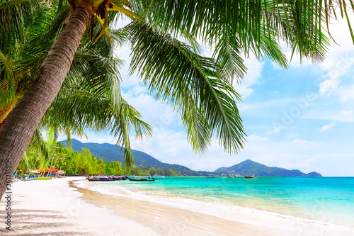 Blue sky  coconut palm trees and beautiful sand beach in Koh Tao  Thailand.