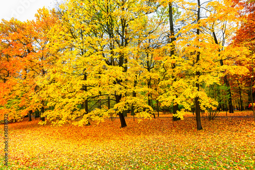 Fototapeta Naklejka Na Ścianę i Meble -  Autumn landscape, beautiful city park with fallen yellow leaves.