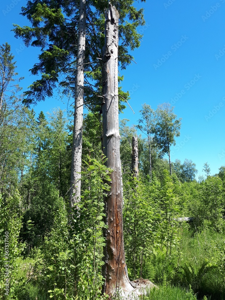 Fototapeta premium Tall trees against the blue sky - Oslo, Sognsvann 