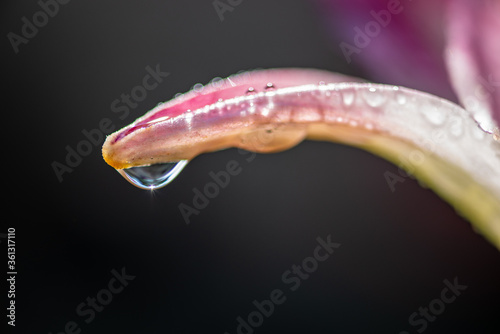 water drops on a flower