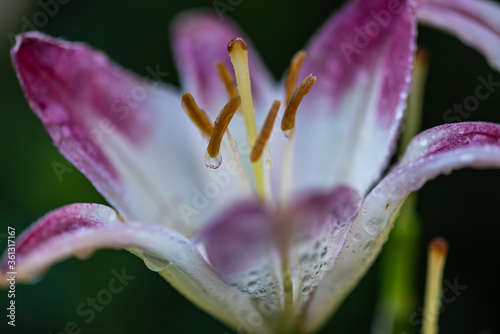 close up of a pink lily