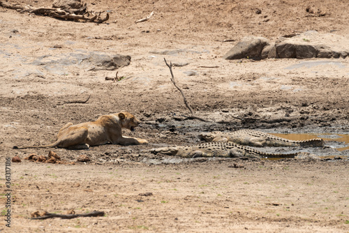 lion, femelle, lionne, Panthera leo, Crocodile du nil, Crocodylus niloticus photo