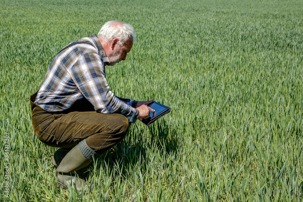 A farmer stands with a tablet computer on his grain field. Mobile Farming is an efficient way of managing the cultivated areas and the data is available on site at all times..