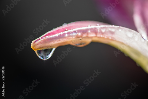 drop of water on a petal