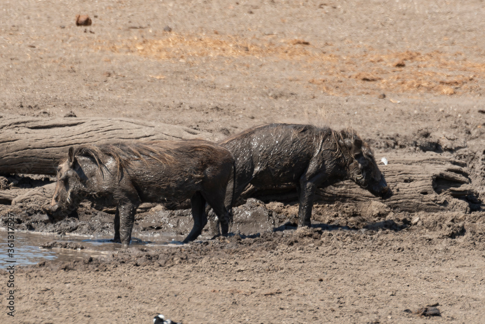 Phacochère commun, Phacochoerus africanus, Afrique du Sud Phacochère commun, Phacochoerus africanus, Afrique du Sud
