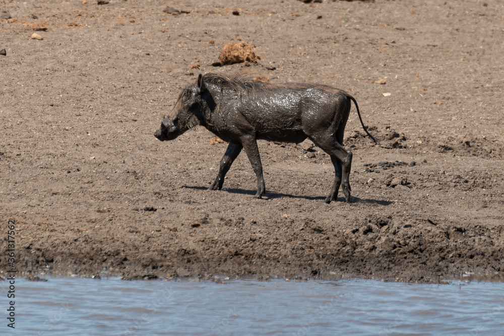 Phacochère commun, Phacochoerus africanus, Afrique du Sud Phacochère commun, Phacochoerus africanus, Afrique du Sud