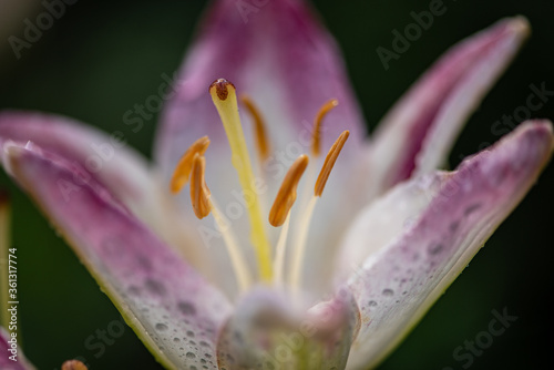 close up of a pink lily