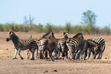 Zèbre de Burchell, Equus quagga, Parc national Kruger, Afrique du Sud
