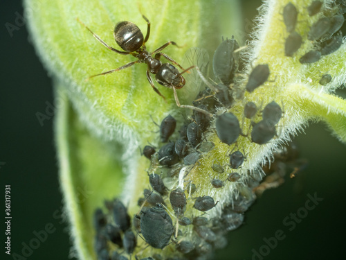 Black Garden Ant Harvesting Aphids photo