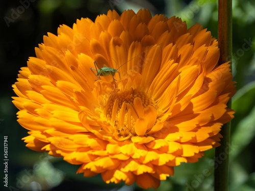 Speckled bush cricket nymph, leptophyes punctatissima, on a marigold photo