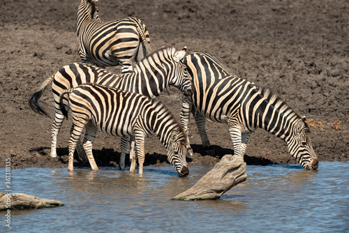 Z  bre de Burchell  Equus quagga  Parc national Kruger  Afrique du Sud