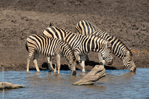 Zèbre de Burchell, Equus quagga, Parc national Kruger, Afrique du Sud