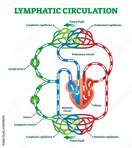 Lymphatic circulation system with lymph transportation vector illustration. photo