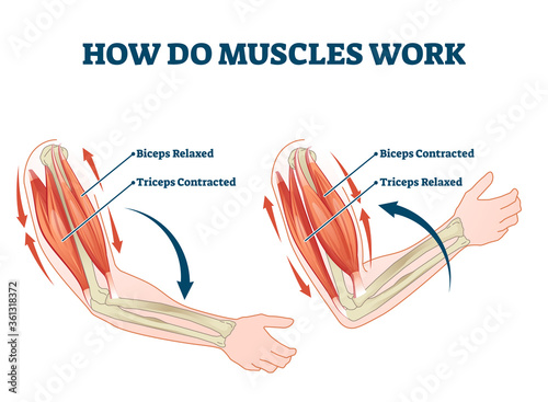 How do muscles work labeled principle explanation scheme vector illustration