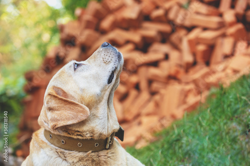 Portrait of a Labrador Retriever dog lying outdoors near a pile of bricks. The dog look up © vvvita