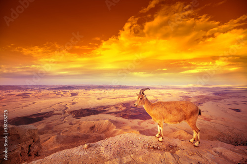 Sunset in desert. A Nubian ibex on the edge of Makhtesh Ramon Crater in Negev desert  Israel