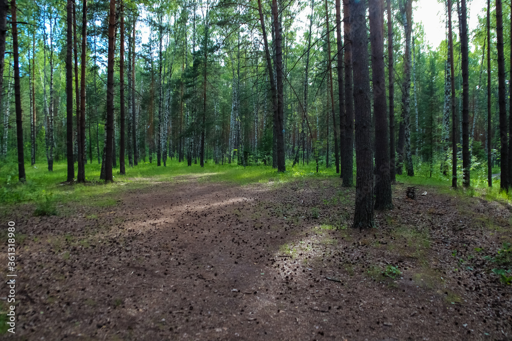 Fototapeta premium photo of a city Park